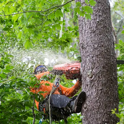 Tree Services